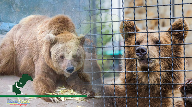 Ranoo the bear suffers to death at Karachi zoo