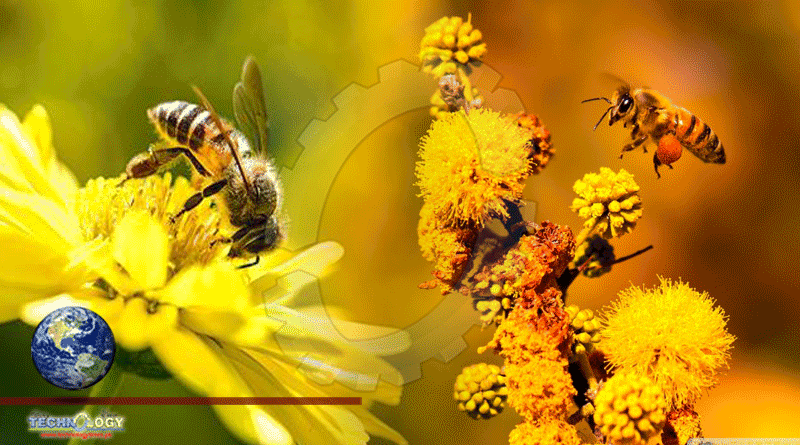 Researchers Create First Map Of Bee Species Around The Globe