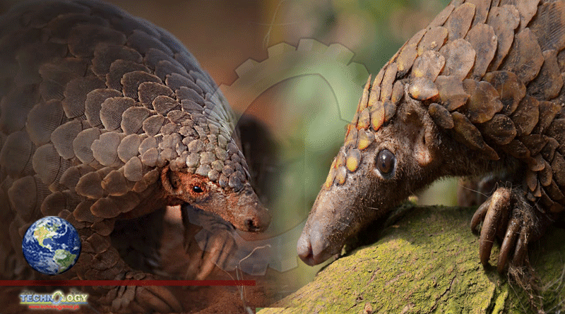 Scientists To Stop Pangolin Becoming Extinct