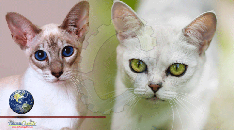 Three Rare Cat Species In Asia May Extinct Unless Better Protected