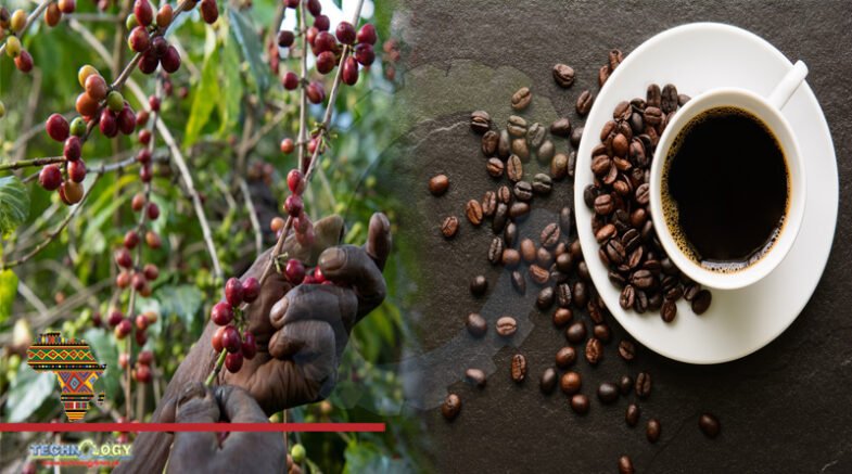 cultivars to develop Drought resistant coffee