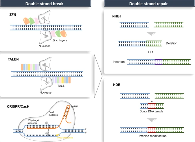 genome-editing