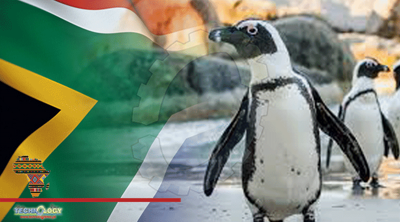 African Penguins Are Heading Towards Extinction