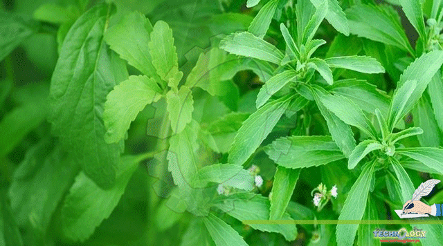 Applications-And-Homeopathic-Significance-Of-Stevia-Plant