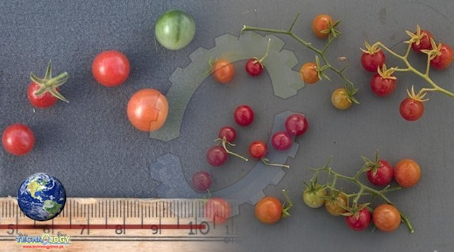 Bringing Back Tomato's Genetic Diversity That Was Lost in Domestication