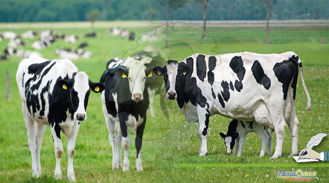 Dairy-Farming-Scope-Objective-and-Practices-around-the-World