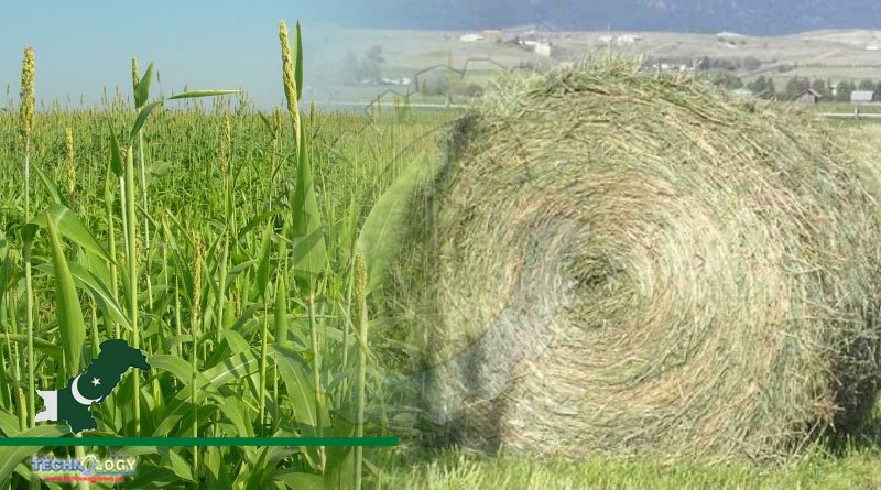 Forage Grass the solution for fodder shortage