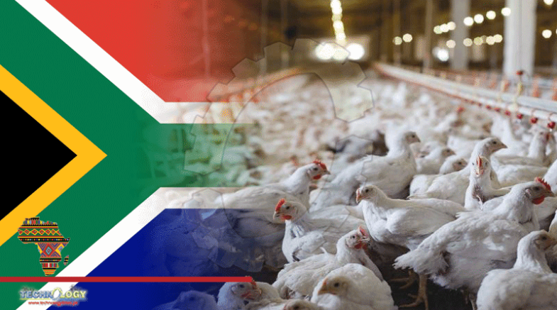 How Chicken Waste Is Helping South Africa Keep The Lights On