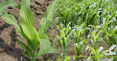 Importance-Of-Zinc-In-Cereal-Crops