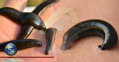 Leeches As Pets? People Are Letting These Parasites Suck Their Blood