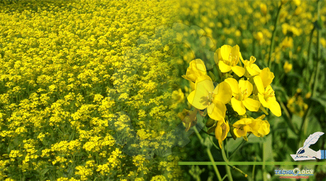 Nutritional-Value-And-Health-Benefits-Of-Mustard-Plant-Brassica-Juncea