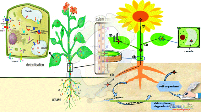 Phytoremediation-A-Need-Of-Today