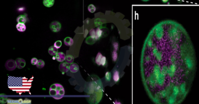 Scientists Discover an Unexpected Structure Hidden Inside Plant Cells
