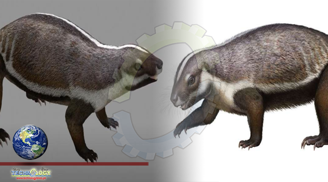Scientists describe a mammal that lived 66 million years ago
