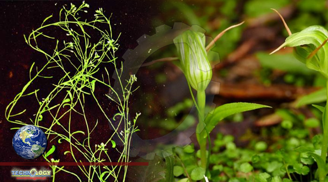 Scientists find out how plants pass on defects to offspring