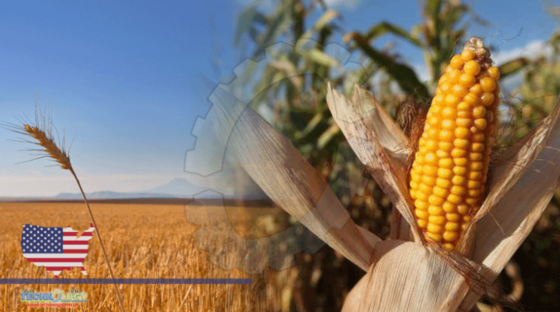 Wheat Investors Watch Corn & Soybean Markets Go Higher