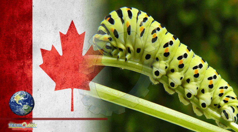 World's Largest Collection Of Insects & Arachnids In Canada