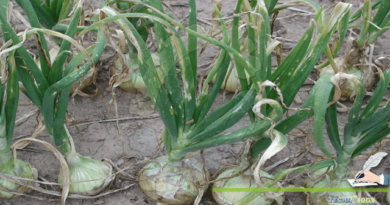Attack-Of-Thrips-Thrips-Tabaci-On-Onion-And-Its-Control-At-International-Level