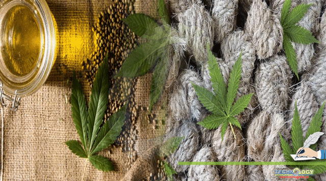 Billion-Dollar-Crop-Cannabis-Sativa