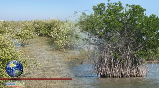 Climate Change Caused Mangrove Collapse In Oman