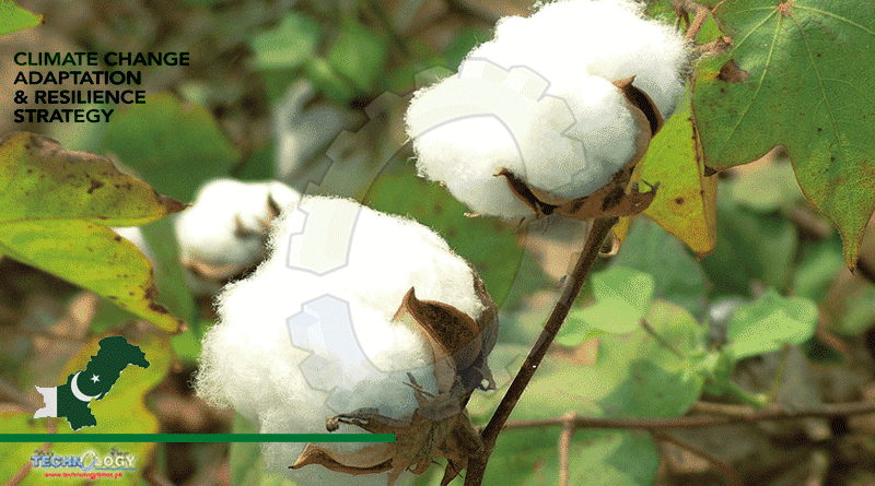 Developing New Cotton Varieties For Climate Adaptation In Pakistan