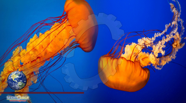 Jellyfish Build Walls Of Water To Swim Around The Ocean