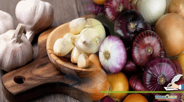 Medicinal-Importance-Of-Garlic-And-Onion.