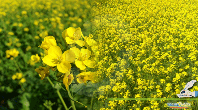 Mustard-Brassica-campestris-L.-Is-A-Small-Branching-Green-Stemmed-Yellow-Flowered-Plant