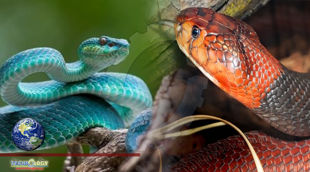 Revealed: How snakes defend against their own venom