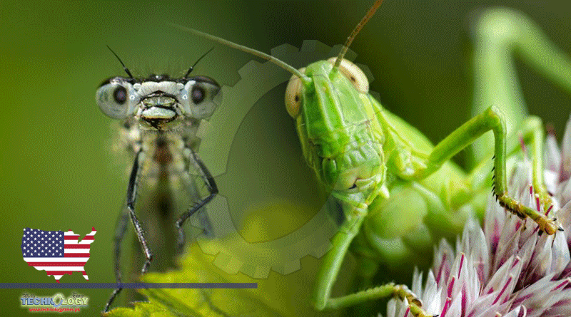 Scientists Raise Alarm Over Insect Apocalypse