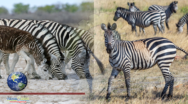 Spotted and oddly striped zebras may be a warning for species’ future