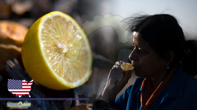 UC Riverside scientists fight citrus greening disease by breeding new fruit