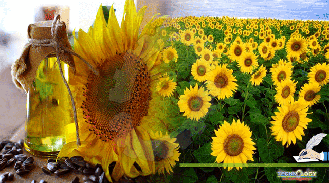 Use-Of-Biotechnology-In-The-Improvement-Of-Oil-Quality-And-Quantity-In-SunflowerHelianthus-annuus-L