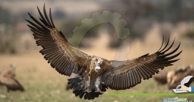 VULTURES-At-The-Verge-Of-Extinction
