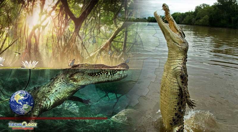 Ancient Crocodiles