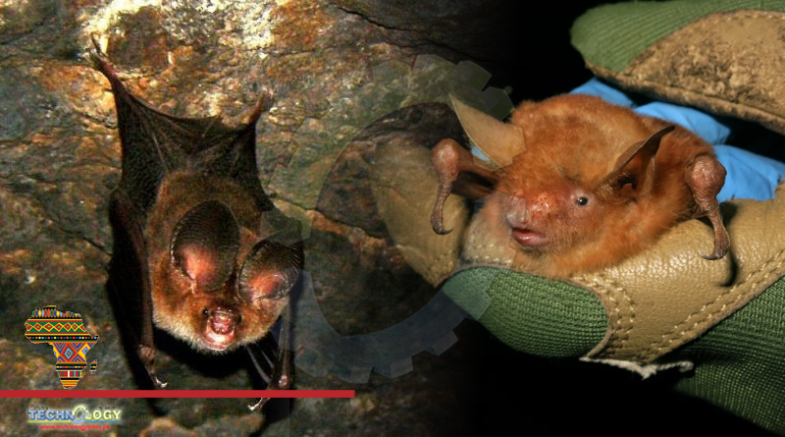 ‘Spectacular’ bright-orange bat species discovered