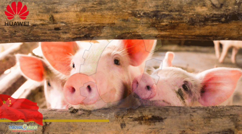 Huawei Turns To Pig Farming As Smartphone Sales Fall