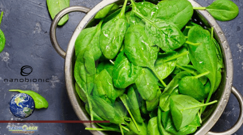 NanoBionic Spinach Plants Can Detect Explosives