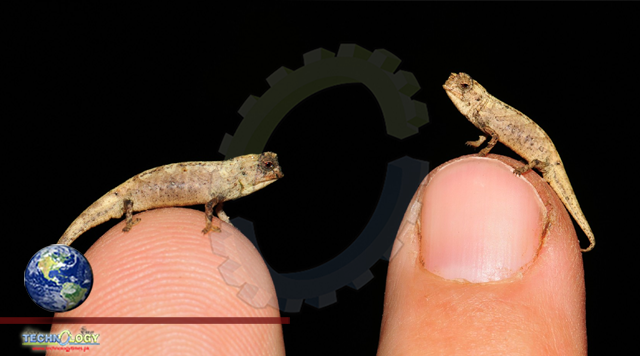 Newly discovered "nano-chameleon" is world's smallest known reptile
