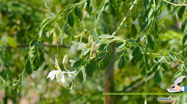 Wonder-Plant-MORINGA-Uses-In-Agriculture