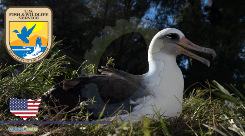 World’s Oldest Known Wild Bird Just Turned 70: Why She’s So Special