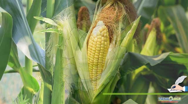 Health-Benefits-Of-Corn-Silk-Zea-maize-In-Traditional-Medicine-Modern-Industry-And-Its-Side-Effects
