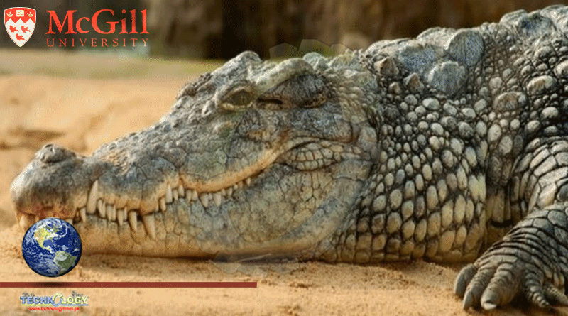 Glacial Period Impacted Crocodile Evolution: Study