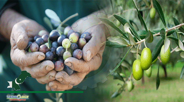 Pakistan-Can-Adopt-Chinese-Technology-For-Cultivation-Of-Olive-Plants