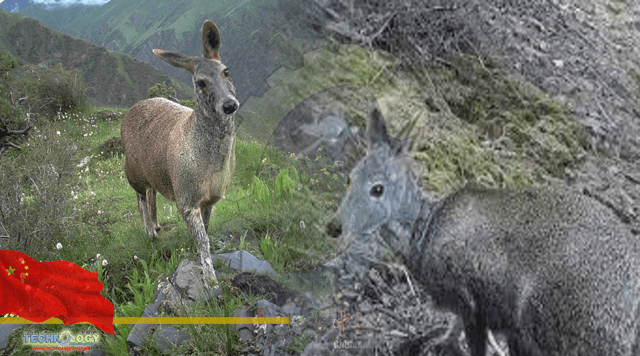 Rare alpine musk deer spotted in N China