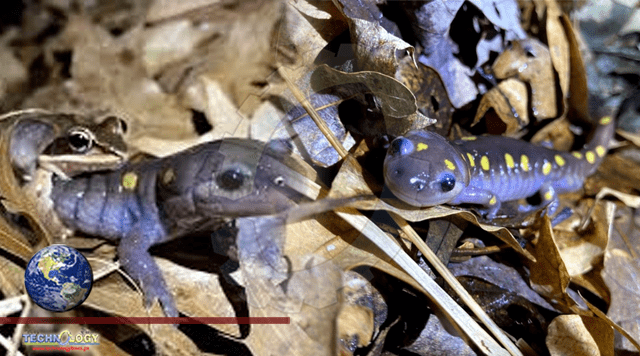 Salamanders' Spring Migration Reminds Us of Nature's Resilience