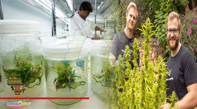 Students-Develop-Unique-Cannabis-Cultivation-Tech