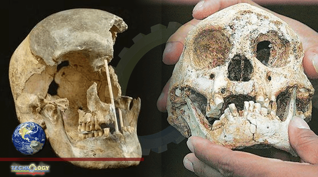 Bulgarian cave remains reveal surprises about earliest Homo sapiens in Europe