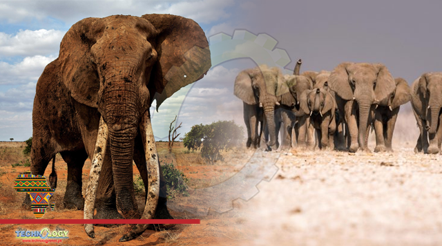 Good News and Bad News for African Elephants: Range Is Just 17% of What It Could Be