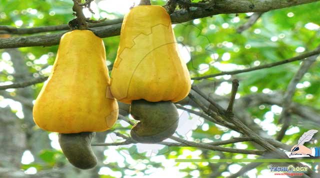 Information-About-Cashew-Tree-Anacardium-occidentale-And-Its-Medicinal-Importance